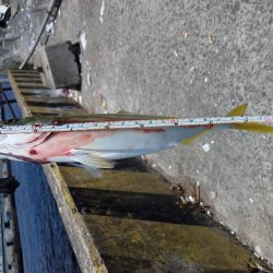 ツバスのちコノシロ